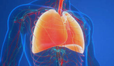 폐, lung